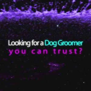 Motion Graphics Dog Groomer